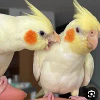 یک جفت عروس هلندی