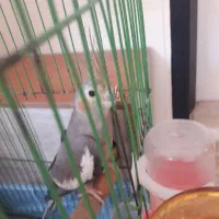 عروس هلندی ماده خوشگل