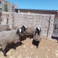 سه عدد بره نر با نژاد شال