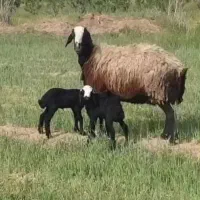 مجـ،ــموعه گوسفند چـند قلـ،ــوزا  بره treoip