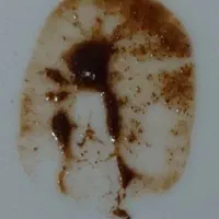 سرکتاب و فال