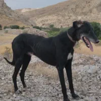 تازی نر 3ساله خوب آروم