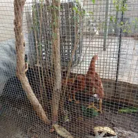 خروس جوان ذبح رایگان