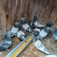 ۸ عدد پلاکی و سه کله ای