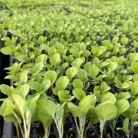 نشا۵۱|گل و گیاه طبیعی|کازرون, |دیوار