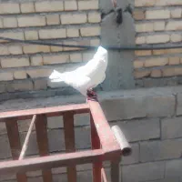 کبوتر|پرنده|آبدانان, |دیوار