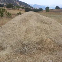 ۲ ساعت خرمن کوبی سبزه