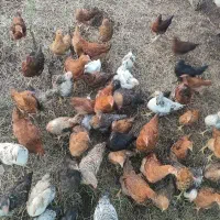 فروش جوجه طبعی