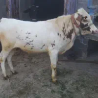 گوساله سیمینتال نر و ماده