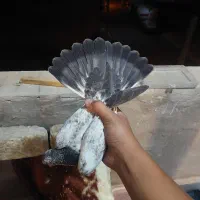 کفتر