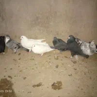 هشت تا کفتر پروندنی به فروش میرسد