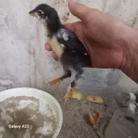 جوجه لاکنزی