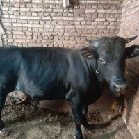 گاونر حدودا ۴۸۰ کیلو در ورزقان