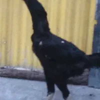 اوشامو گردن لرزون