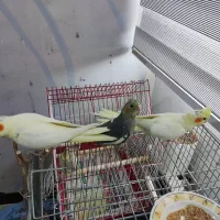 عروس هلندی ها