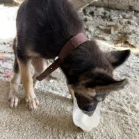 سگ ژرمن شپهر