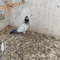 کفتر