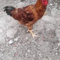 جوجه خروس