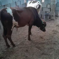 گاو فروشی