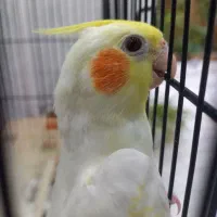 جوجه عروس تازه دان خور بسیار استثنائی