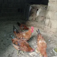 مرغ محلی