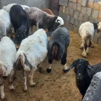 میش وبره چاق