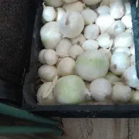 تربار.سیر.پیاز.کلم.
