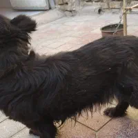 سگ اشپیدز