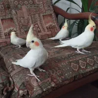 عروس هلندی نرو ماده دستی عالی