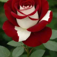 گل و گیاه و جفت مرغ عشق