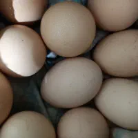 تخم مرغ محلی