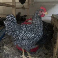 مرغ و خروس آمروک (خاص)