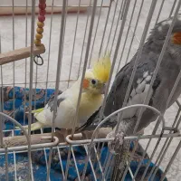 عروس هلندی جفت