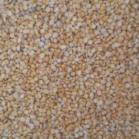 لپه محلی درجه یک