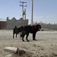 سگ نر قهدریجانی