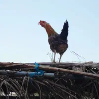 مرغ و خروس ، جوجه محلی اصل
