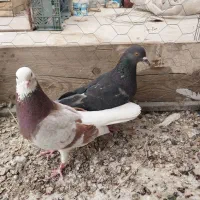کفتر|پرنده|گرمسار, |دیوار