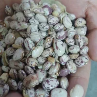لوبیا درجه1