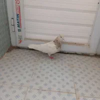 کبوتر طوقی