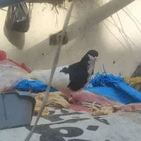 تعدادی کفتر