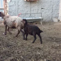 میش و بره جوان فروشی