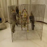 عروس هلندی ۵ ماهه