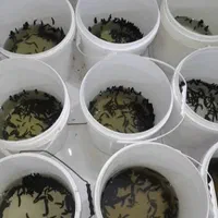 زالو پرورشی با گیرایی بالا