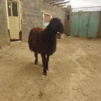 بره قوچ هترو افشار خالص