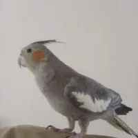 عروس هلندی جوان ماده