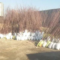 نهال چن ساله|گل و گیاه طبیعی|شاندیز, |دیوار