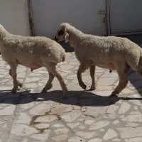 بره فروشی