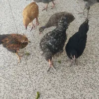 جوجه دو ماهه
