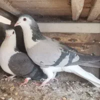 یک جفت نروماده سینه دم پاک دمگیر