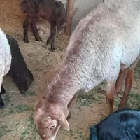 گوسفندپرواری نروماده